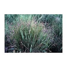 Attēlu rezultāti vaicājumam “Glyceria striata fruit”