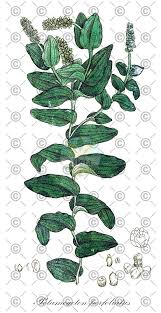 Attēlu rezultāti vaicājumam “Potamogeton perfoliatus flower”