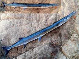 Attēlu rezultāti vaicājumam “Belone belone”