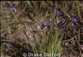 Attēlu rezultāti vaicājumam “Sisyrinchium montanum”
