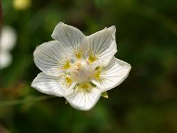 Attēlu rezultāti vaicājumam “Parnassia palustris”