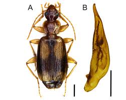 Attēlu rezultāti vaicājumam “Dromius quadrimaculatus”