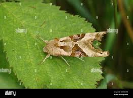 Attēlu rezultāti vaicājumam “Phlogophora meticulosa”