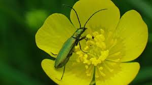 Attēlu rezultāti vaicājumam “Chrysanthia viridissima”