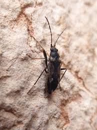 Image result for Rhyparochromus