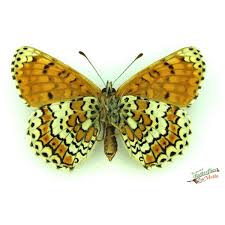 Attēlu rezultāti vaicājumam “Melitaea cinxia upperside”