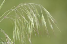 Attēlu rezultāti vaicājumam “Anisantha tectorum fruit”