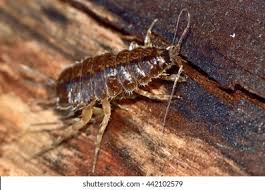 Attēlu rezultāti vaicājumam “Asellus aquaticus”