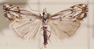 Attēlu rezultāti vaicājumam “Catoptria fulgidella”