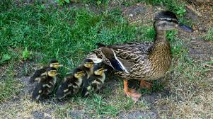 Attēlu rezultāti vaicājumam “Anas platyrhynchos female”