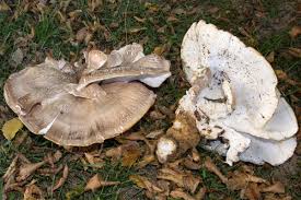 Attēlu rezultāti vaicājumam “Bondarzewia mesenterica”