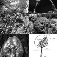 Attēlu rezultāti vaicājumam “Stemonitis flavogenita stalked”