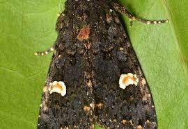 Attēlu rezultāti vaicājumam “Melanchra persicariae”