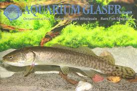 Image result for Amia calva