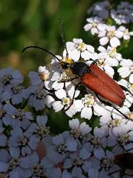 Attēlu rezultāti vaicājumam “Anastrangalia sanguinolenta”