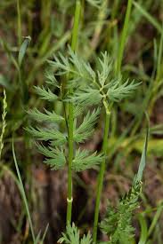 Attēlu rezultāti vaicājumam “Pimpinella major leaf”