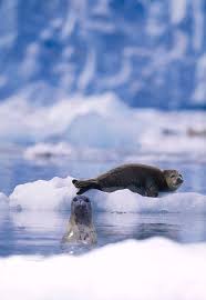 Image result for Phoca vitulina