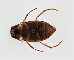 Attēlu rezultāti vaicājumam “Hydrophilidae”