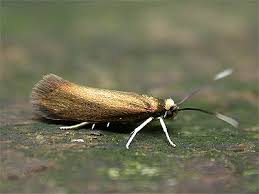 Attēlu rezultāti vaicājumam “Roeslerstammia erxlebella”