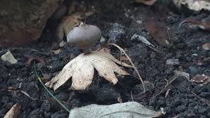 Attēlu rezultāti vaicājumam “Geastrum pectinatum”