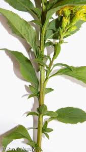 Attēlu rezultāti vaicājumam “Solidago virgaurea leaf”