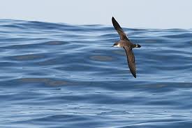 Image result for Puffinus gravis