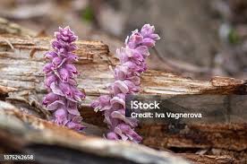 Attēlu rezultāti vaicājumam “Lathraea squamaria flower”