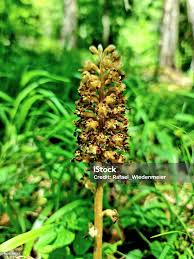 Attēlu rezultāti vaicājumam “Neottia nidus-avis flower”