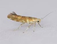 Attēlu rezultāti vaicājumam “Argyresthia goedartella”