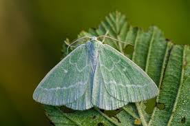 Attēlu rezultāti vaicājumam “Thetidia smaragdaria”