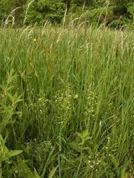 Attēlu rezultāti vaicājumam “Thesium ebracteatum”