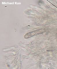 Attēlu rezultāti vaicājumam “Irpex lacteus”