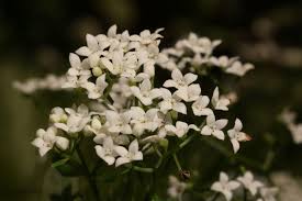 Attēlu rezultāti vaicājumam “Galium elongatum flower”