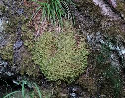 Attēlu rezultāti vaicājumam “Homalia trichomanoides sporophyte”