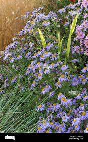 Image result for Aster amellus
