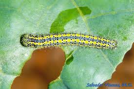 Attēlu rezultāti vaicājumam “Pieridae”