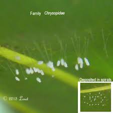 Attēlu rezultāti vaicājumam “Chrysopa eggs”