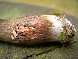 Attēlu rezultāti vaicājumam “Porphyrellus porphyrosporus”