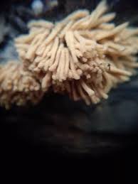 Attēlu rezultāti vaicājumam “Heterotrichia obvelata (syn. Arcyria obvelata) spores”