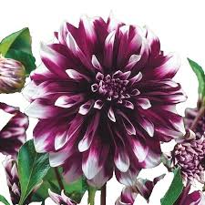 Image result for Dahlia x pinnata `Pompon Lilliput`