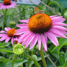 Attēlu rezultāti vaicājumam “Echinacea purpurea”