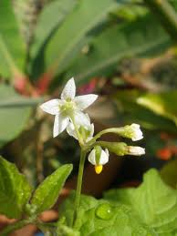 Attēlu rezultāti vaicājumam “Solanum nigrum flower”