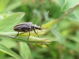 Attēlu rezultāti vaicājumam “Oxymirus cursor”