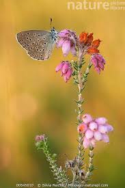 Attēlu rezultāti vaicājumam “Maculinea alcon”