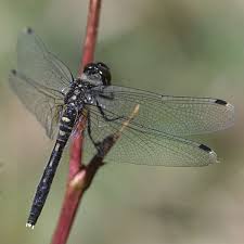 Attēlu rezultāti vaicājumam “Leucorrhinia albifrons female”