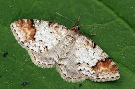 Attēlu rezultāti vaicājumam “Venusia blomeri”