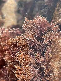 Attēlu rezultāti vaicājumam “Rhodophyta”