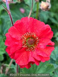 Attēlu rezultāti vaicājumam “Geum”