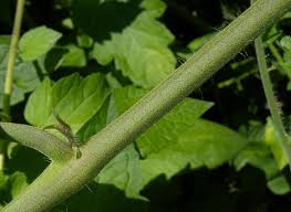 Attēlu rezultāti vaicājumam “Lycopersicon esculentum leaf”