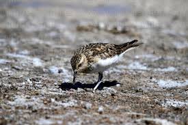 Image result for Calidris bairdii